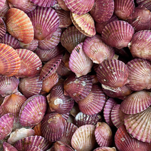 鲜活贝类海鲜水产小红贝扇贝港湾贝带壳贝类海鲜批发