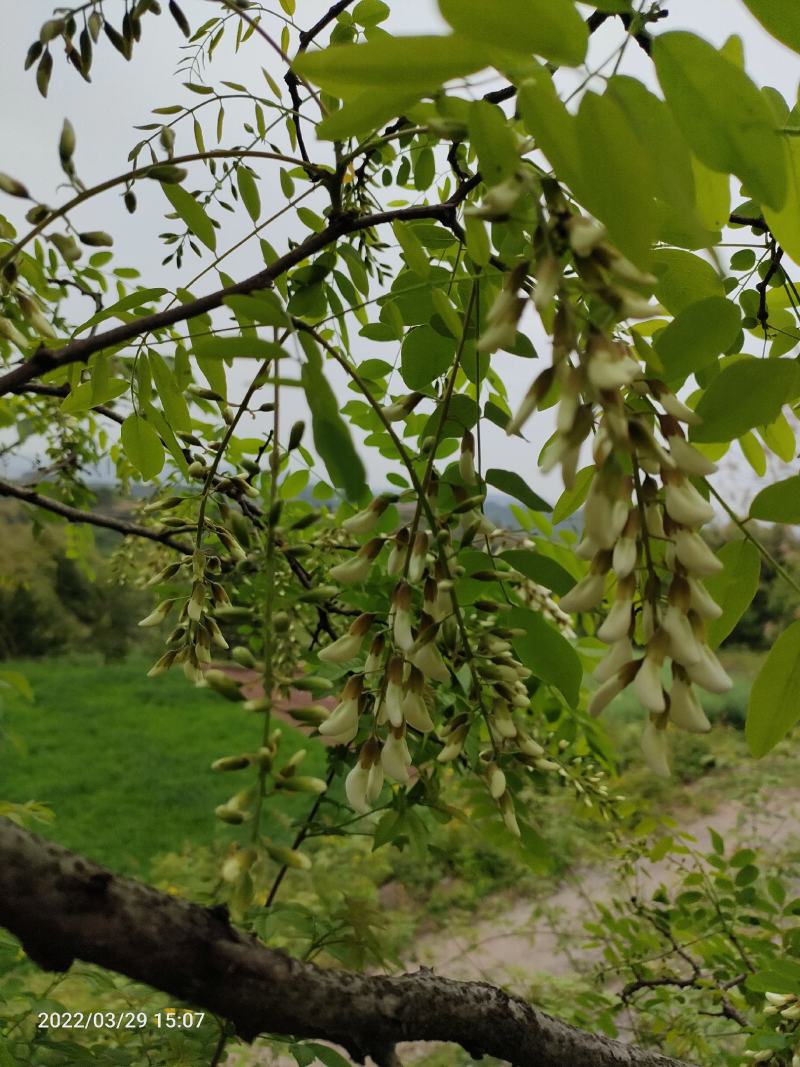 洋槐花，洋槐花，精品质量，定量包装