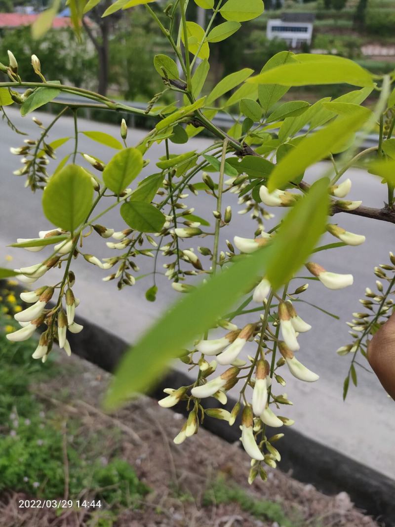 洋槐花，洋槐花，精品质量，定量包装