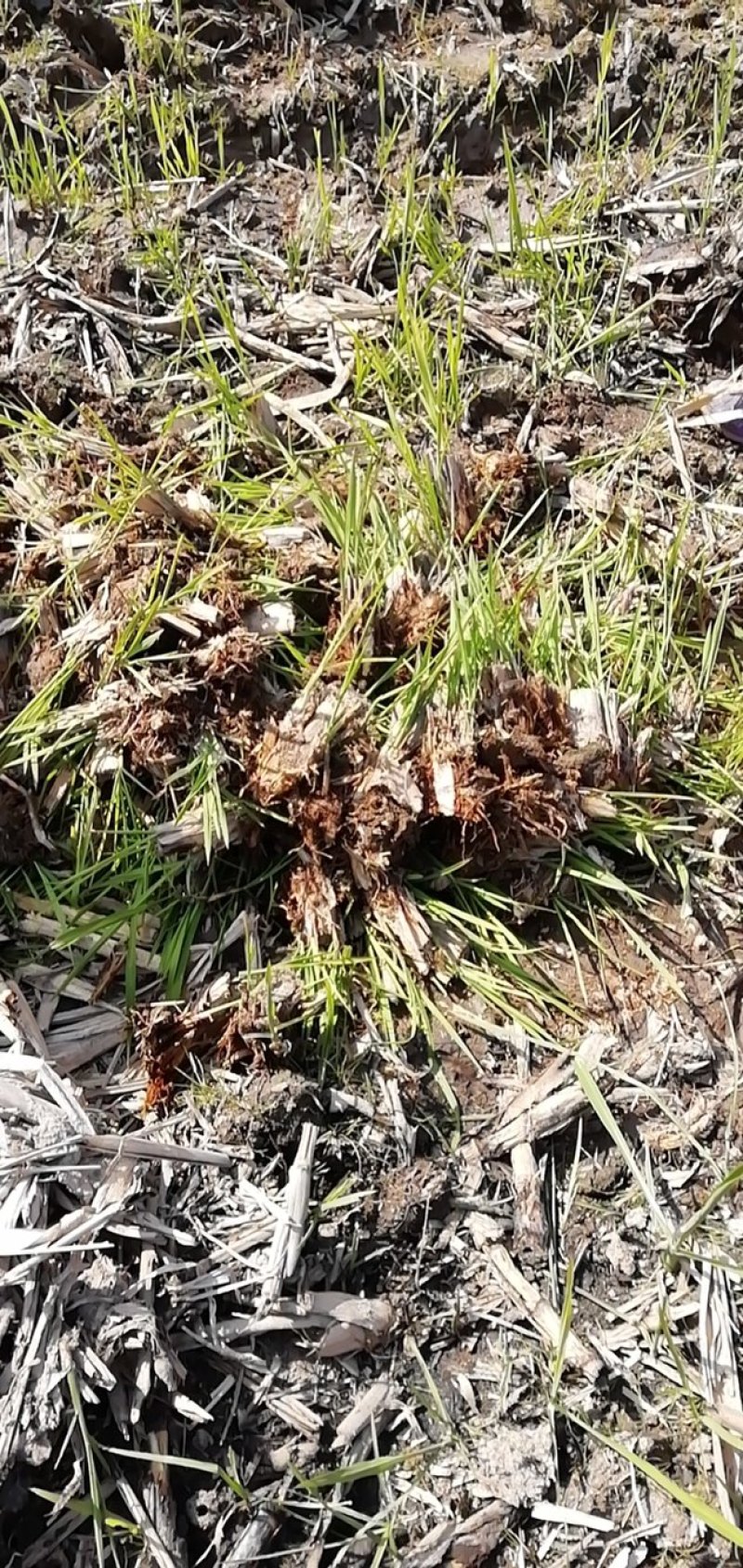 800亩高山单季高产耐虫害美人茭白苗大量供应