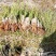 800亩高山单季高产耐虫害美人茭白苗大量供应