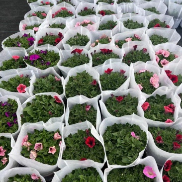 200盆牵牛基地大量现货