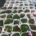 200盆牵牛基地大量现货