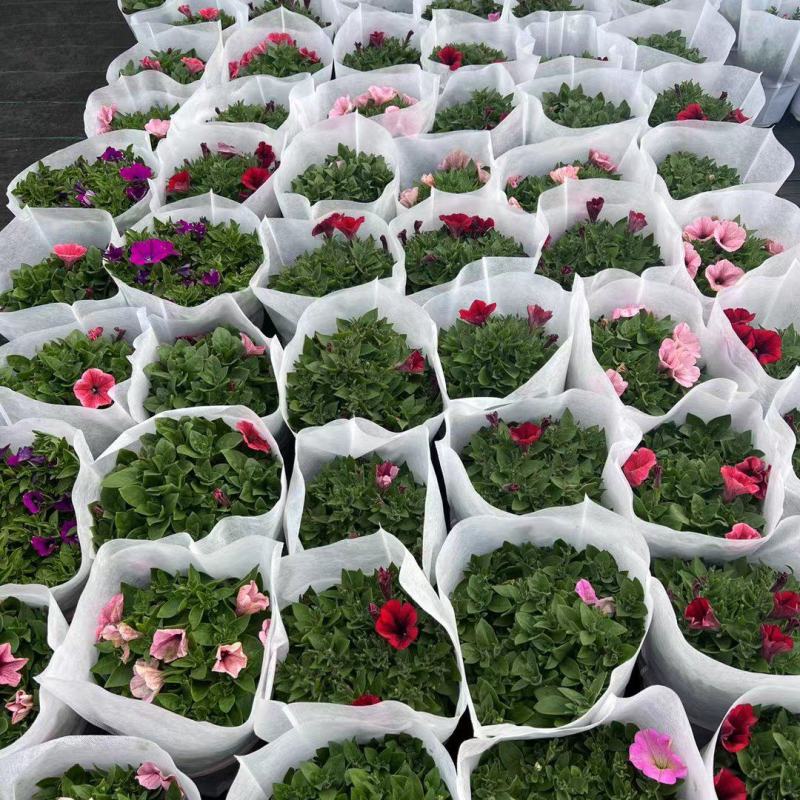 200盆牵牛基地大量现货
