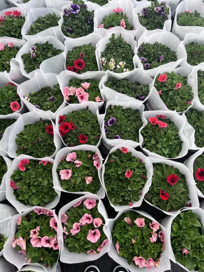 200盆牵牛基地大量现货