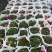 200盆牵牛基地大量现货