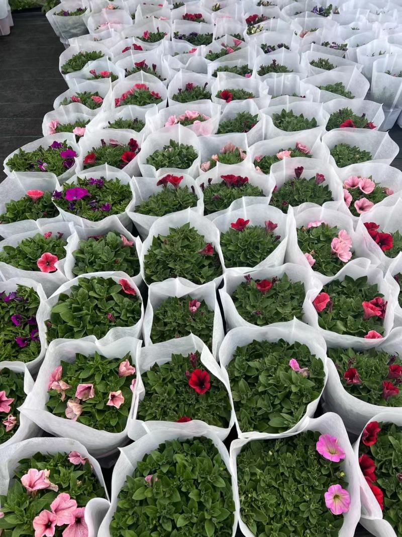 200盆牵牛基地大量现货