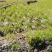 800亩高山单季高产耐虫害美人茭白苗大量供应