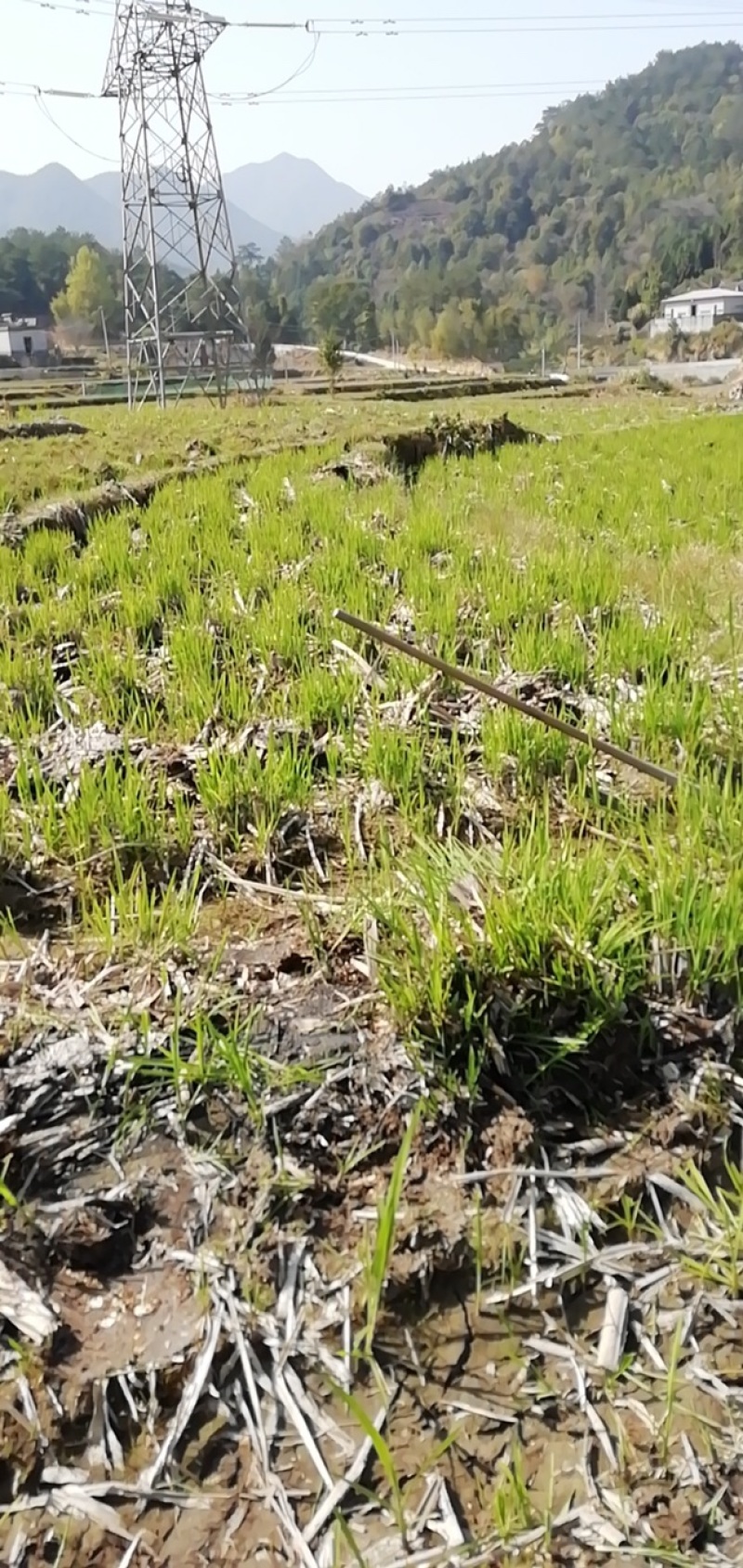 800亩高山单季高产耐虫害美人茭白苗大量供应