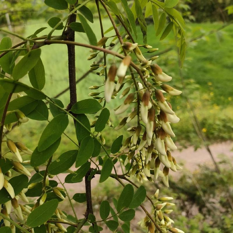 洋槐花，洋槐花，精品质量，定量包装