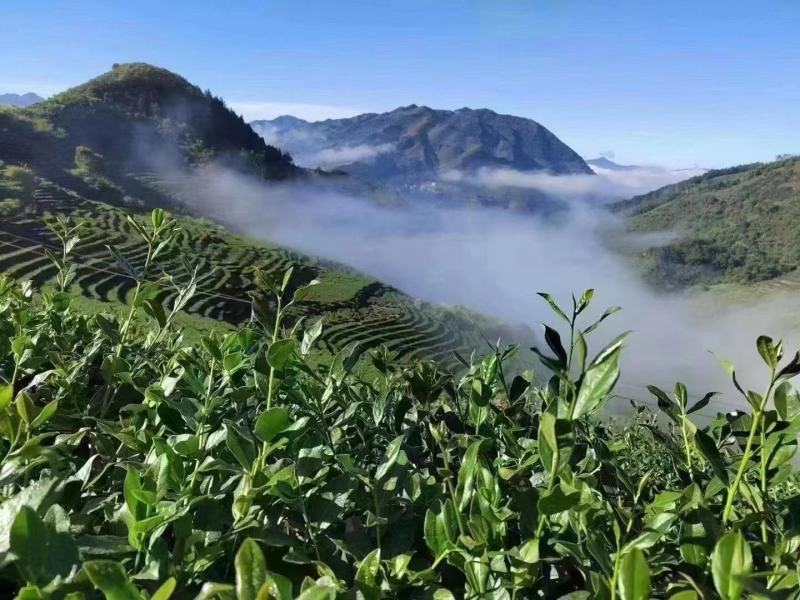 特级铁观音，招牌茶过年5折亏本批发，茶农直邮，品质三包