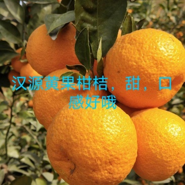 汉源黄果柑，甜，口感好，量大，有几千万斤