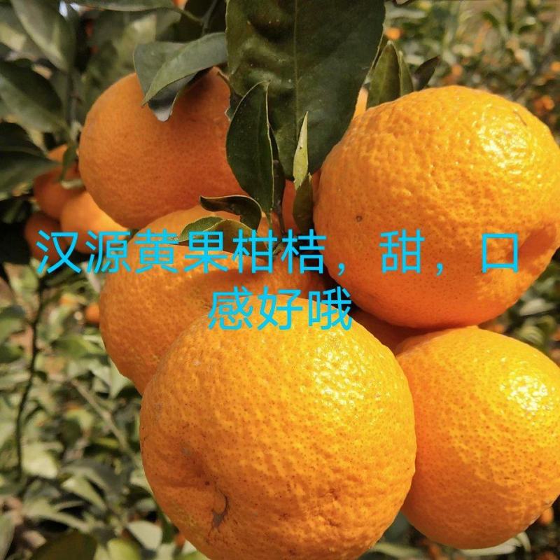 汉源黄果柑，甜，口感好，量大，有几千万斤