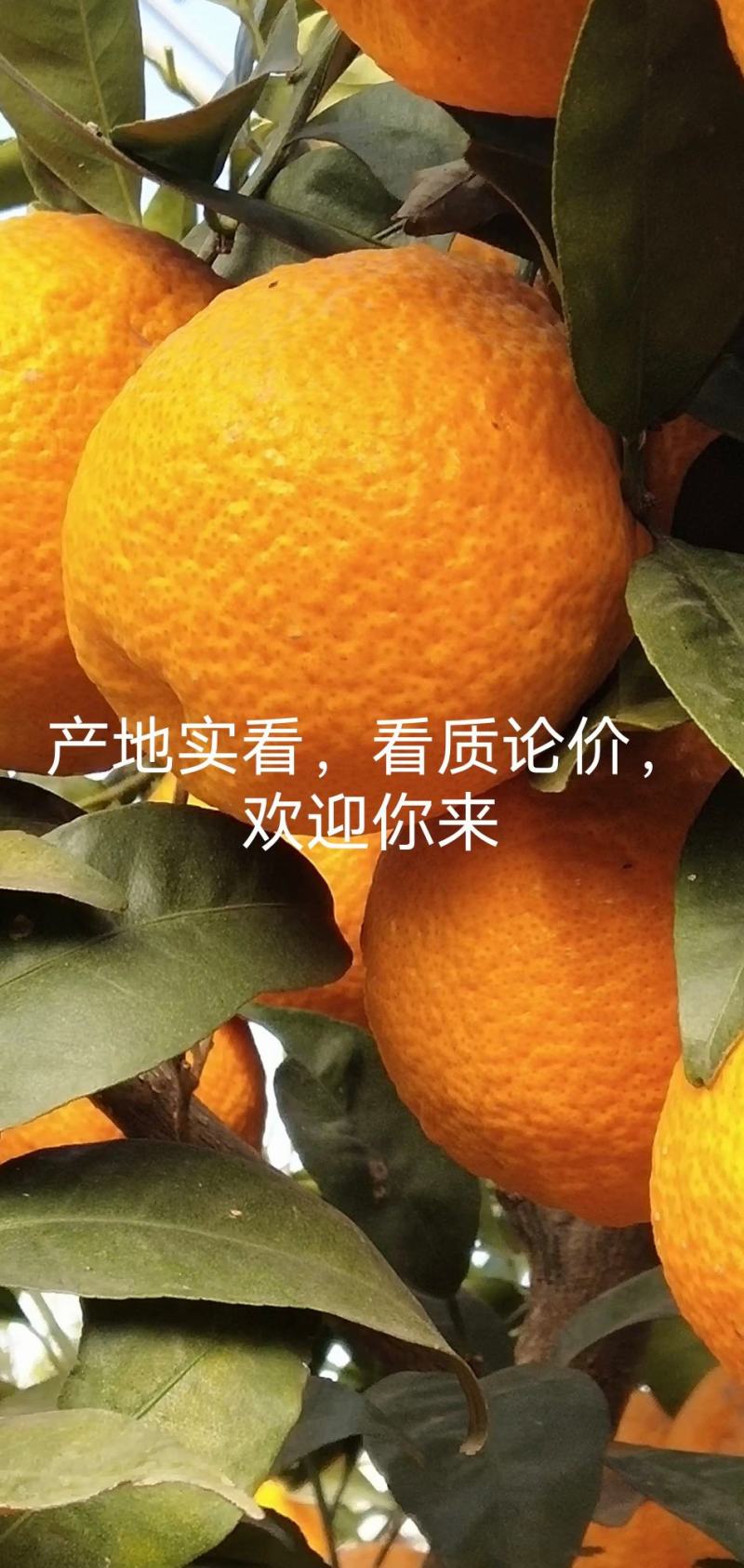 汉源黄果柑，甜，口感好，量大，有几千万斤