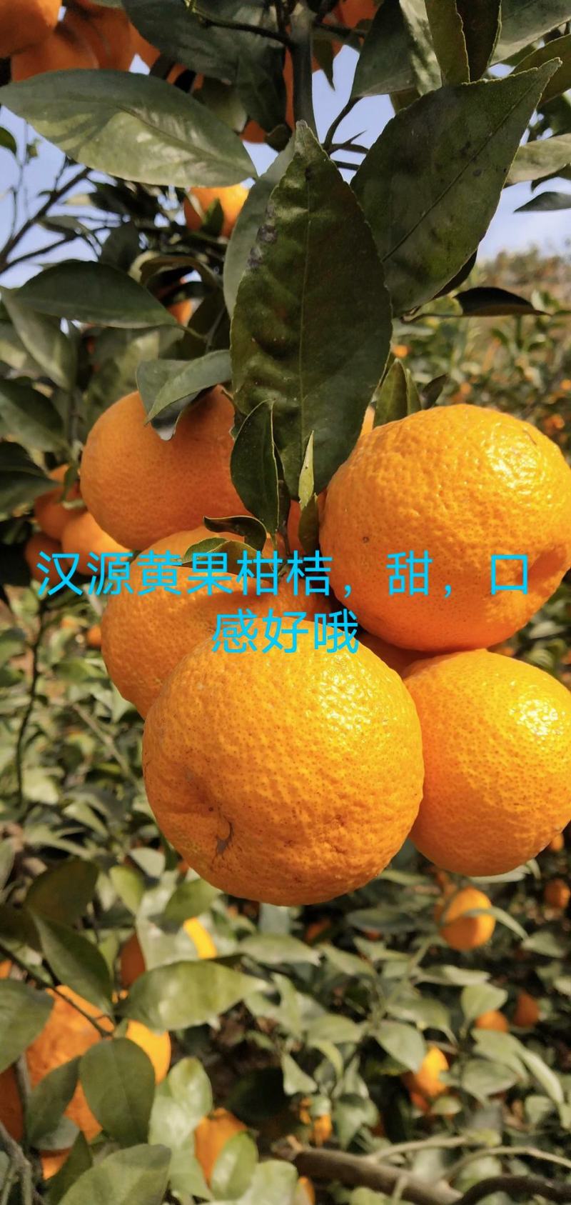 汉源黄果柑，甜，口感好，量大，有几千万斤