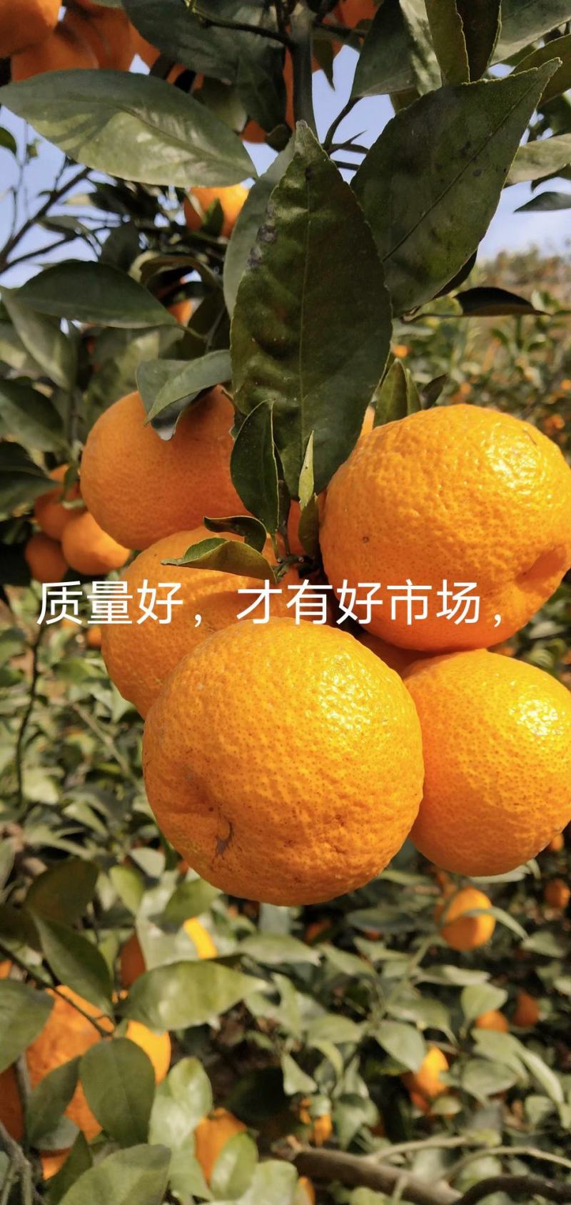 汉源黄果柑，甜，口感好，量大，有几千万斤