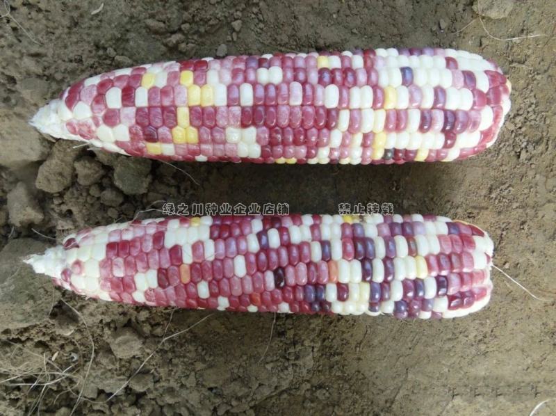 天紫23号玉米种子正品花糯玉米种子中农斯达紫白色粘玉米种