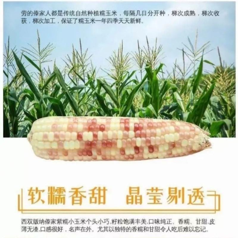 天紫23号玉米种子正品花糯玉米种子中农斯达紫白色粘玉米种