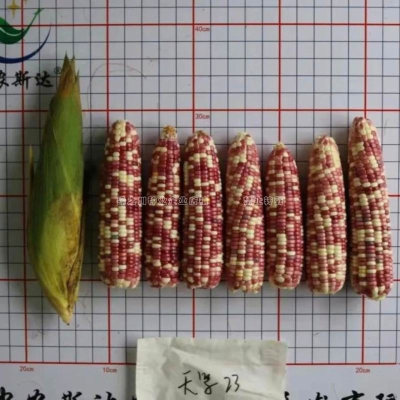 天紫23号玉米种子正品花糯玉米种子中农斯达紫白色粘玉米种