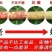 天紫23号玉米种子正品花糯玉米种子中农斯达紫白色粘玉米种