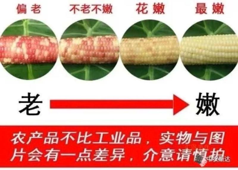 天紫23号玉米种子正品花糯玉米种子中农斯达紫白色粘玉米种