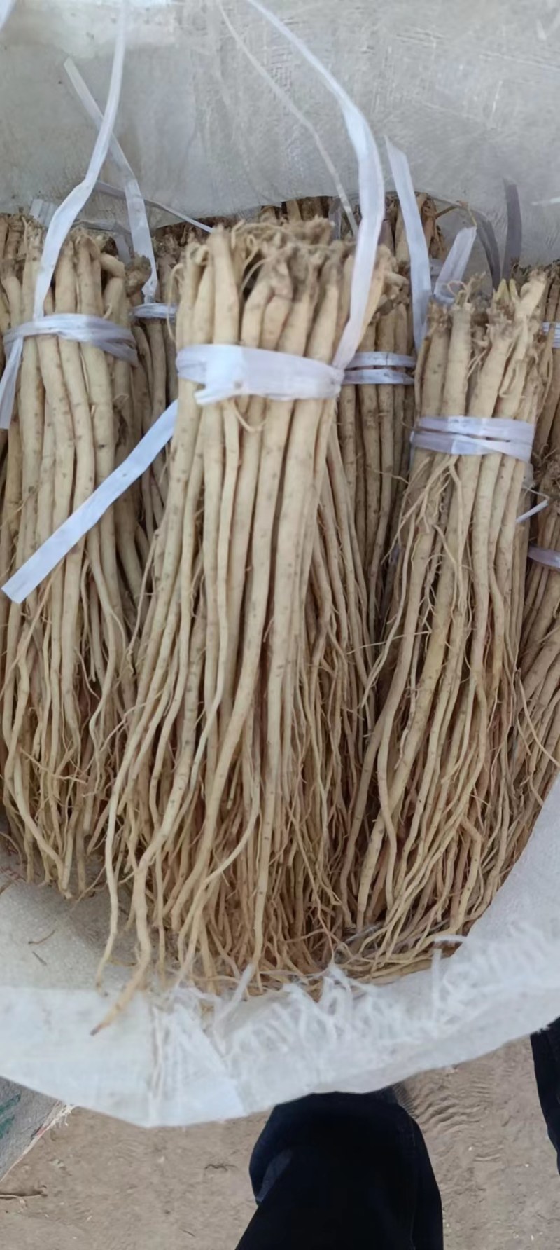 药乡党参苗，价格合理，产量有保障。需要的老板请电话咨询。