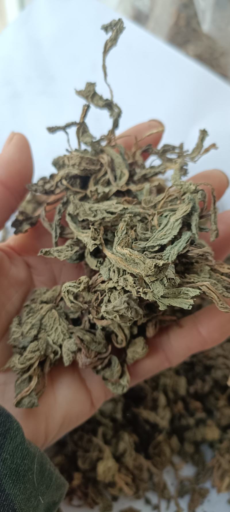 蛤蟆草，手选野生，全国发货，大货供应，支持在线下单