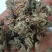 蛤蟆草，手选野生，全国发货，大货供应，支持在线下单