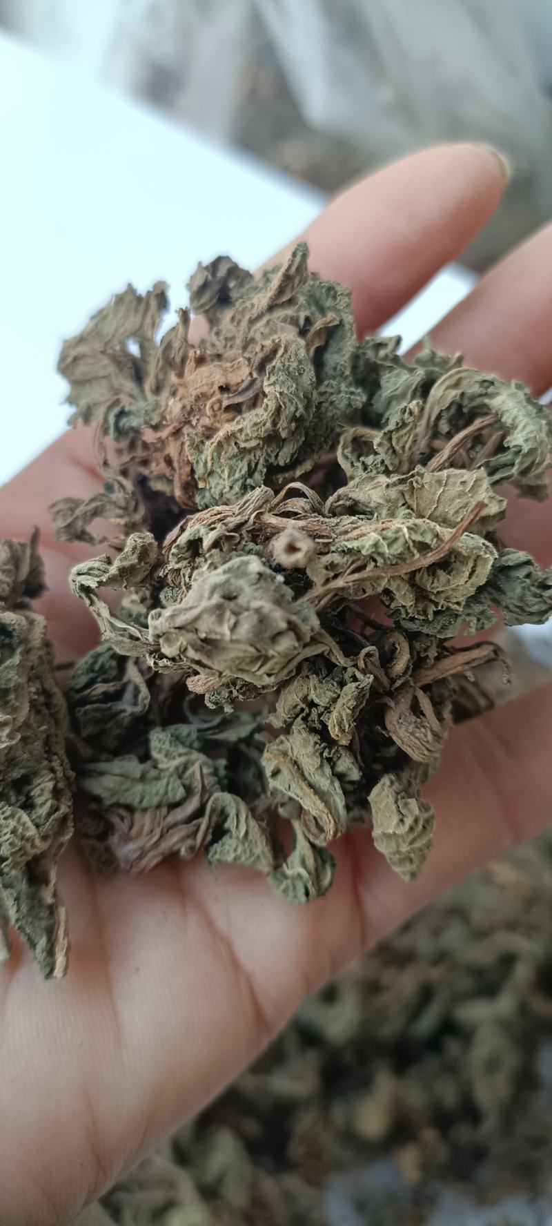 蛤蟆草，手选野生，全国发货，大货供应，支持在线下单