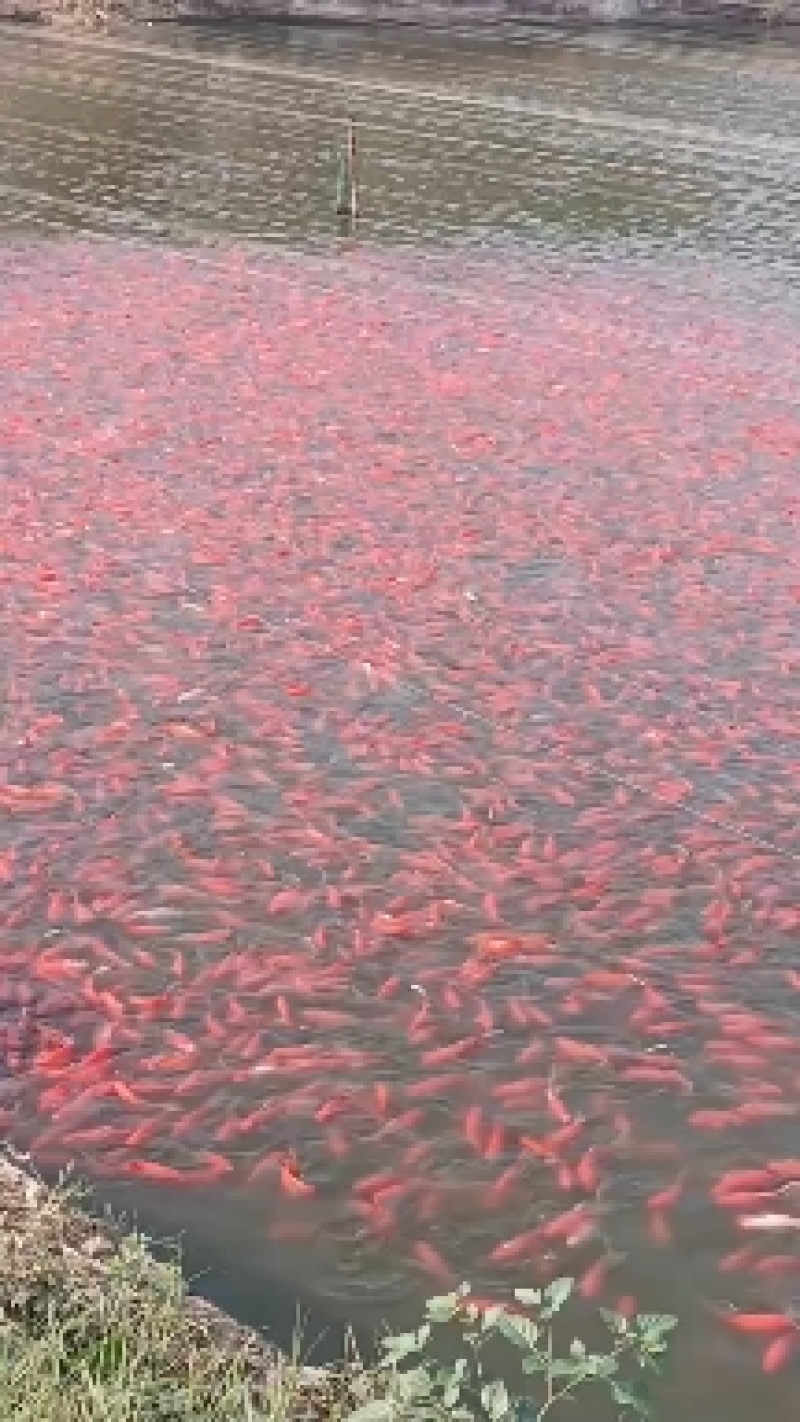 一斤二三十条的红草大量出，15一斤