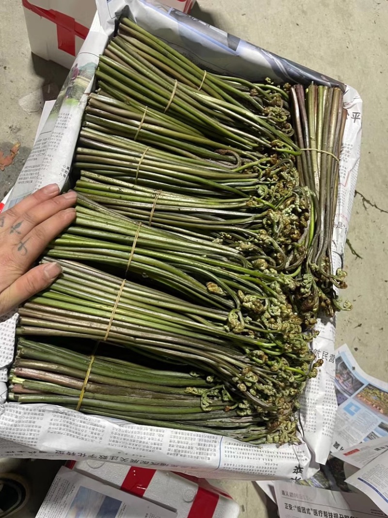 贵州精品鲜蕨菜，已开始大量上市，全国发货，各大超市