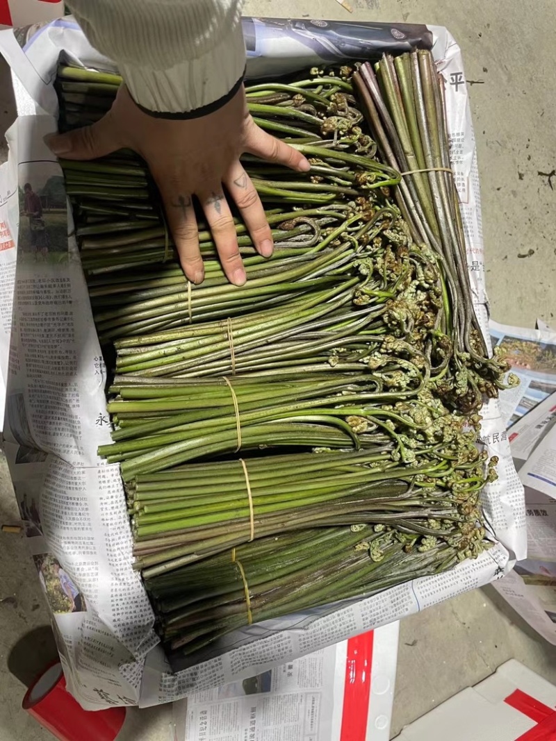贵州精品鲜蕨菜，已开始大量上市，全国发货，各大超市