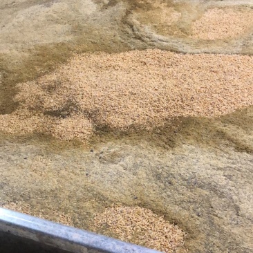 活体昆虫饵料投喂黑斑蛙（限百公里内直送）