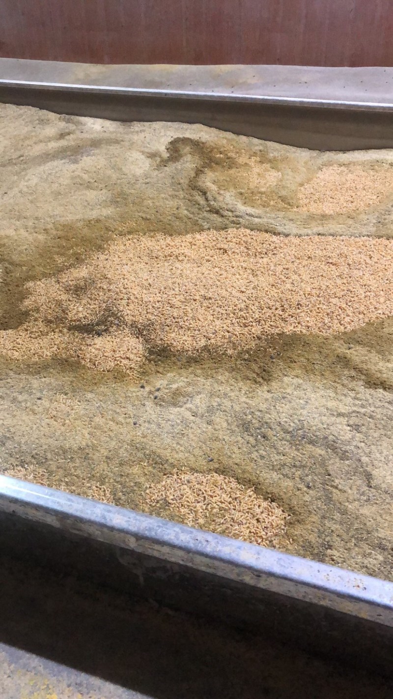 活体昆虫饵料投喂黑斑蛙（限百公里内直送）