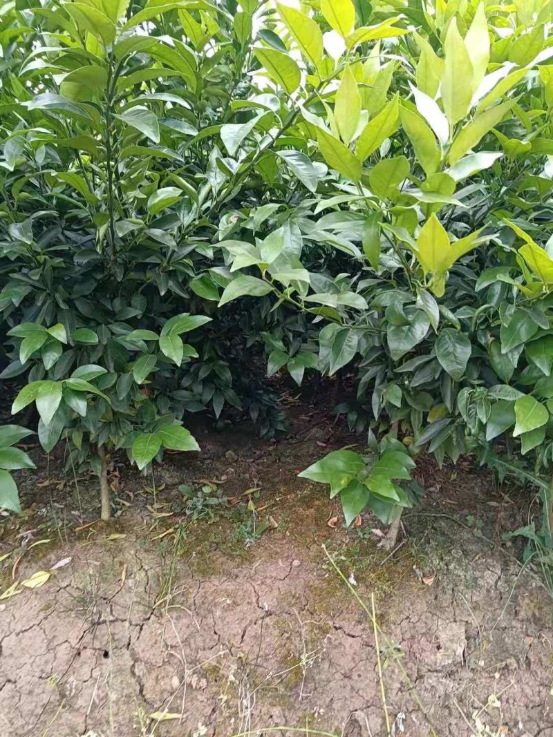 香橙头爱媛38，两年苗。苗子清秀，根系好，桩头大。