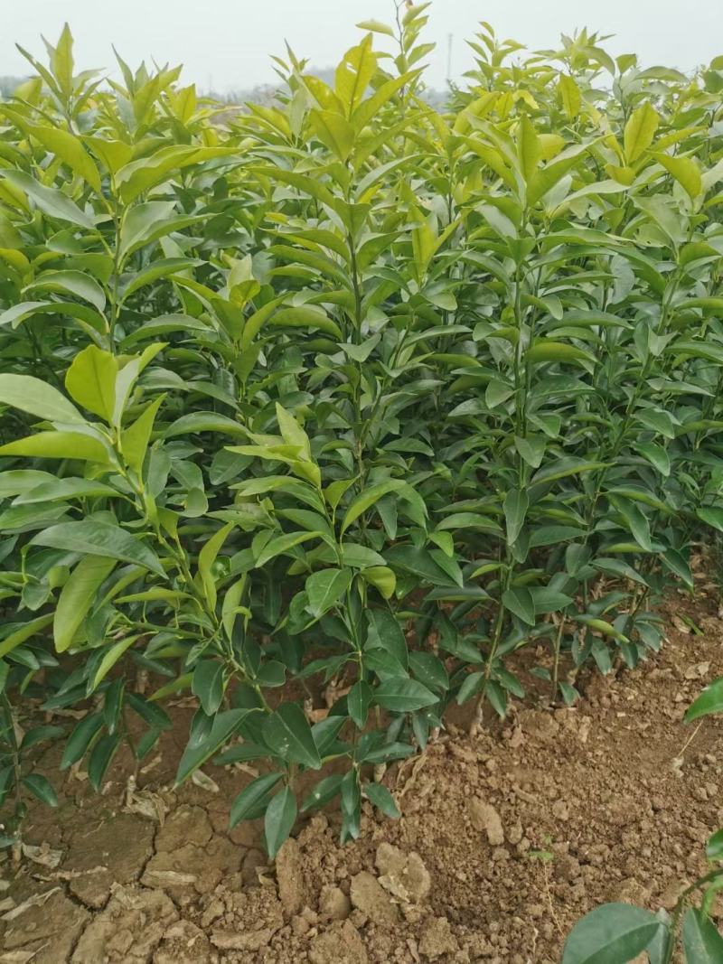 香橙头爱媛38，两年苗。苗子清秀，根系好，桩头大。