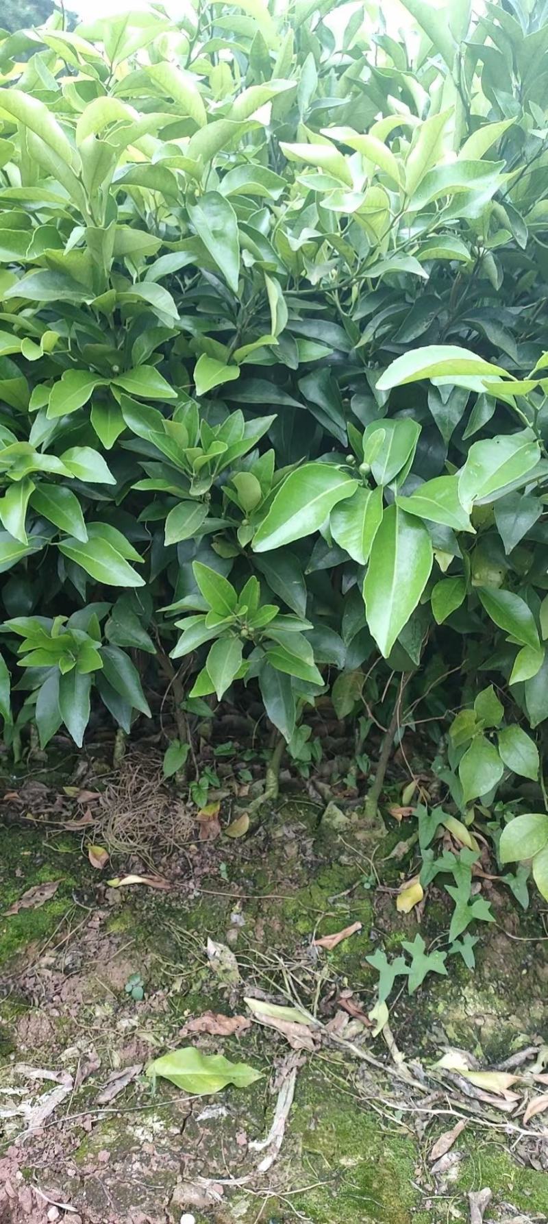 香橙头爱媛38，两年苗。苗子清秀，根系好，桩头大。