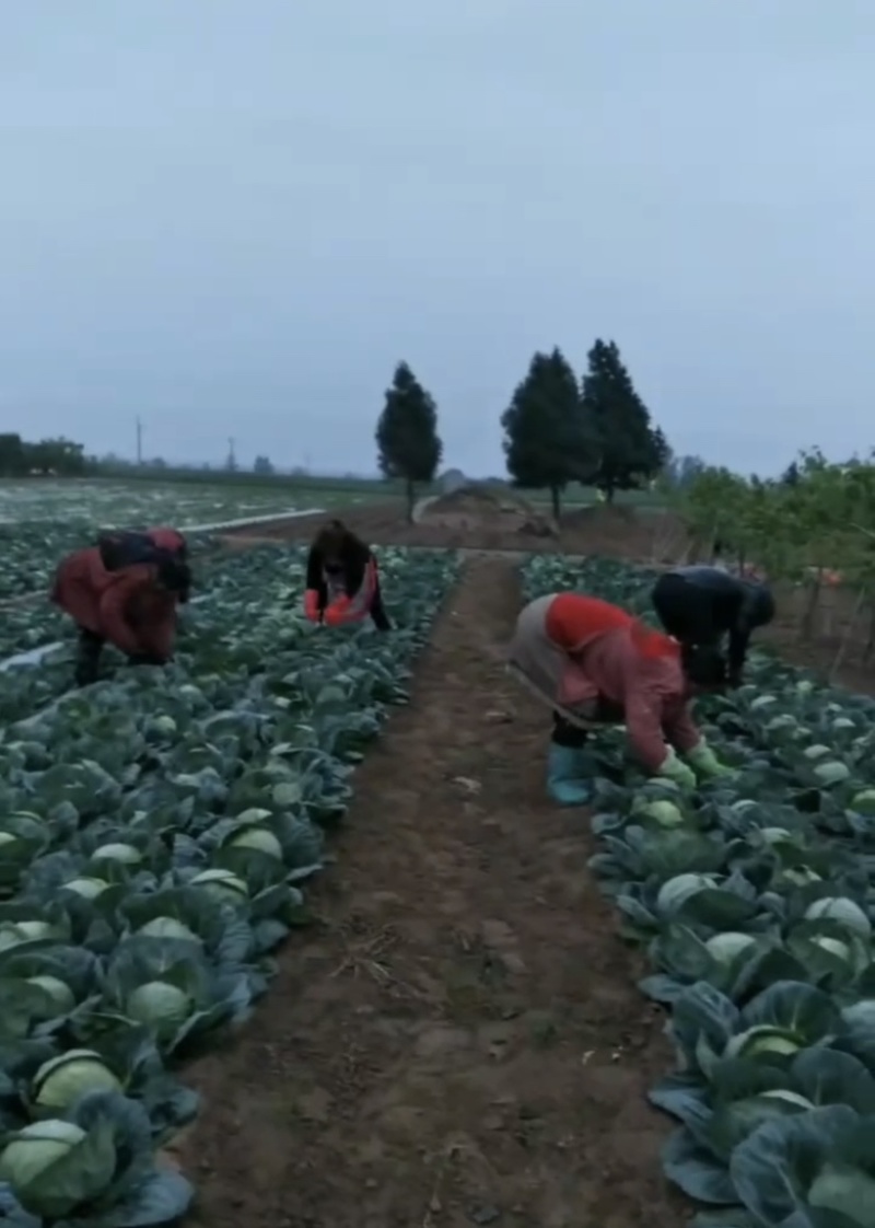 陕西大荔甘蓝上市，量大从优，价格美丽，每天新鲜采摘