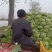 陕西大荔甘蓝上市，量大从优，价格美丽，每天新鲜采摘
