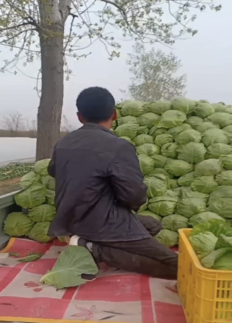 陕西大荔甘蓝上市，量大从优，价格美丽，每天新鲜采摘