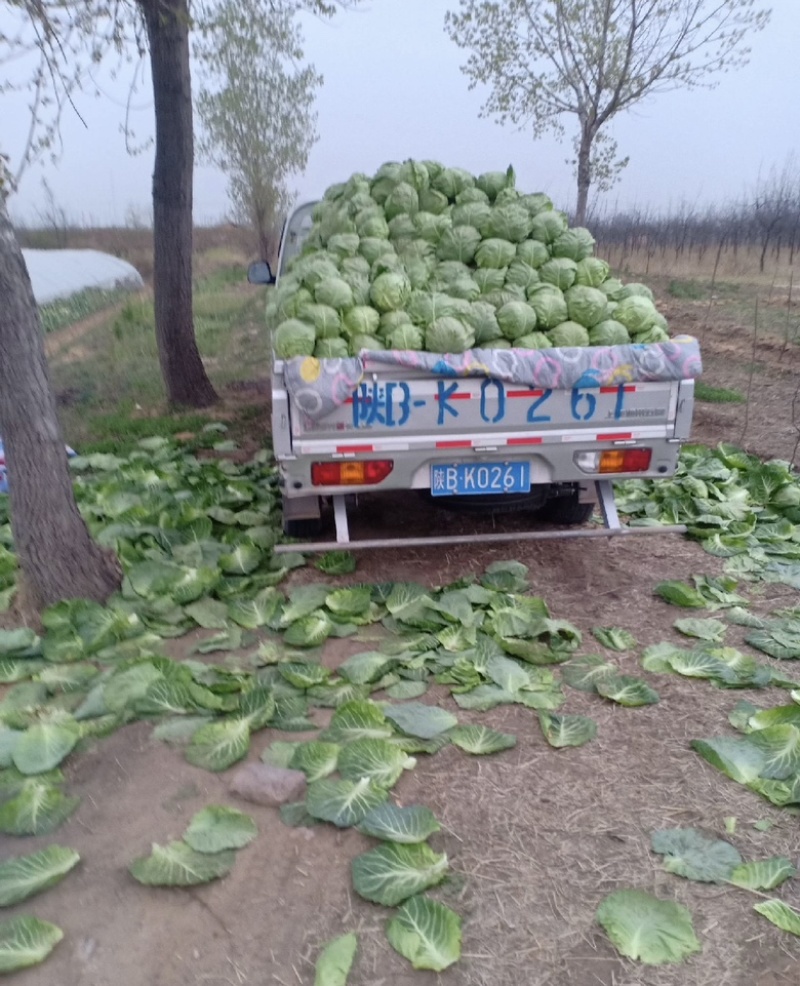 陕西大荔甘蓝上市，量大从优，价格美丽，每天新鲜采摘