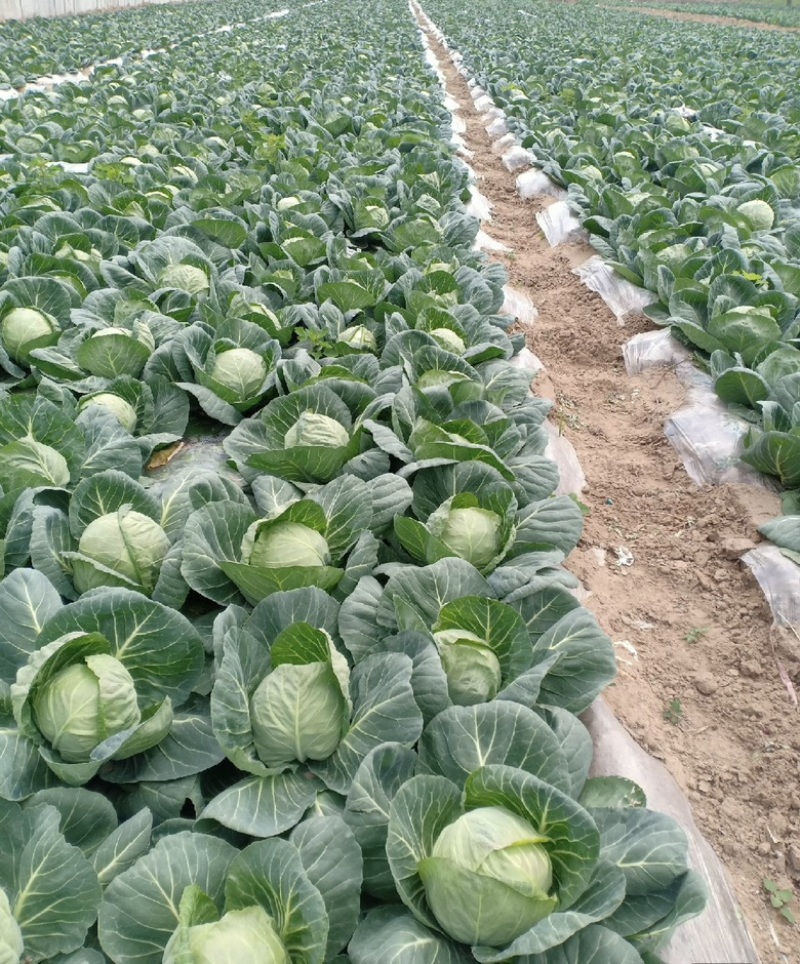 陕西大荔甘蓝上市，量大从优，价格美丽，每天新鲜采摘