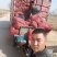 黄花菜苗金针菜苗种苗高产品种万亩基地