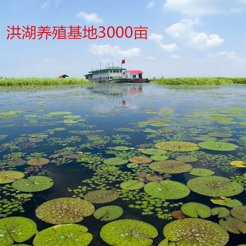 洪湖清水小龙虾大量上市全国包邮物流次日达30斤起
