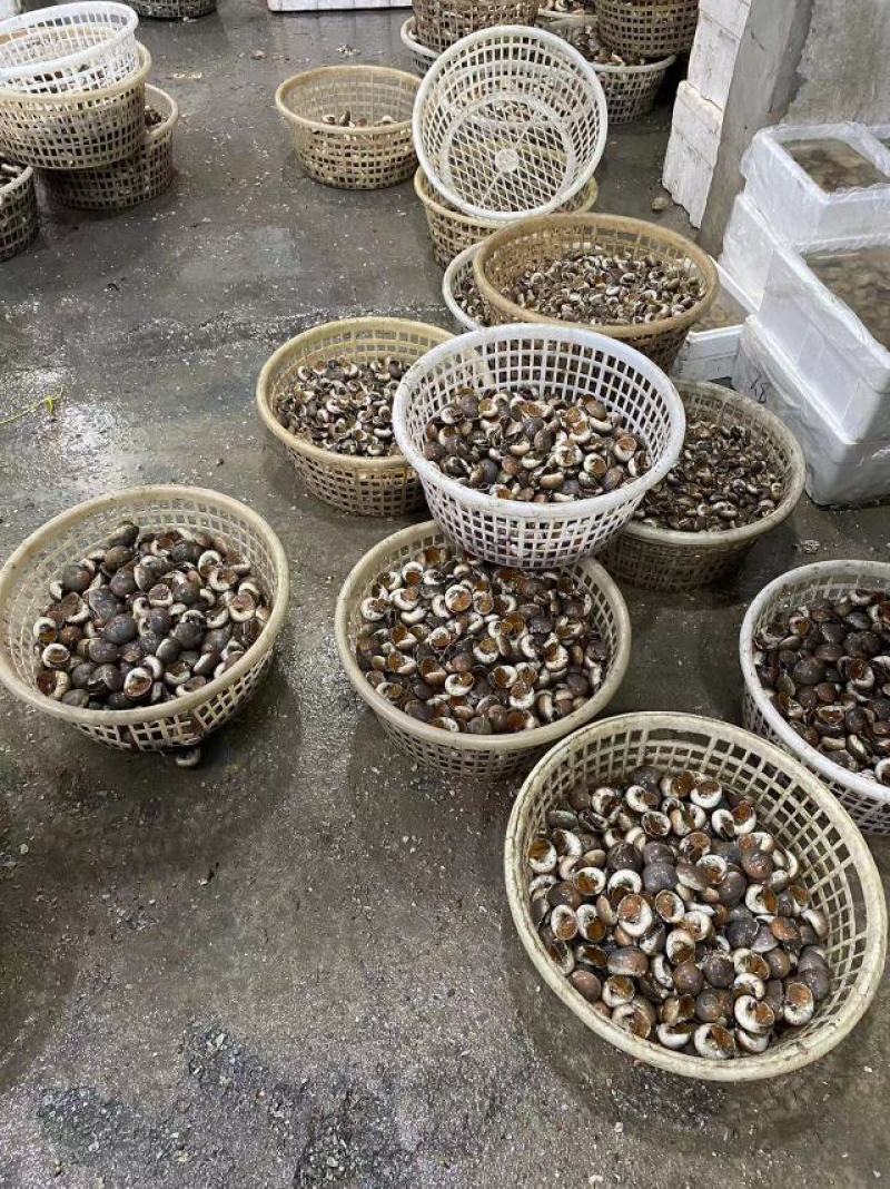 香螺