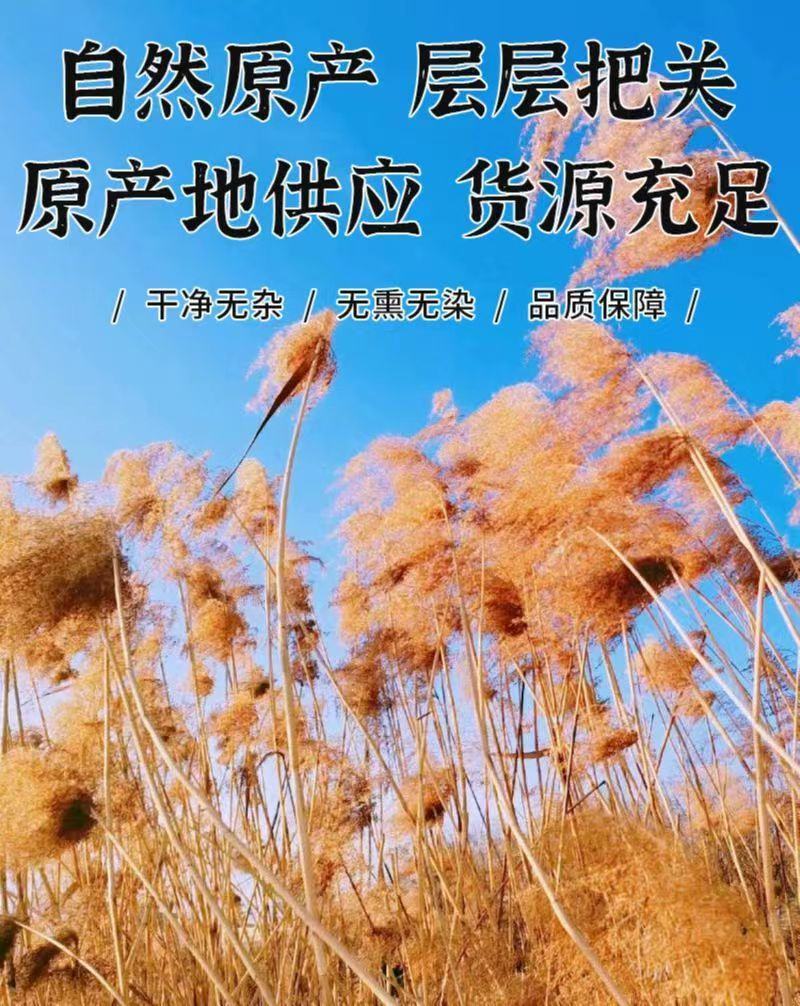 芦根段统货，人工去杂，新鲜干净，自然原产，货源充足。