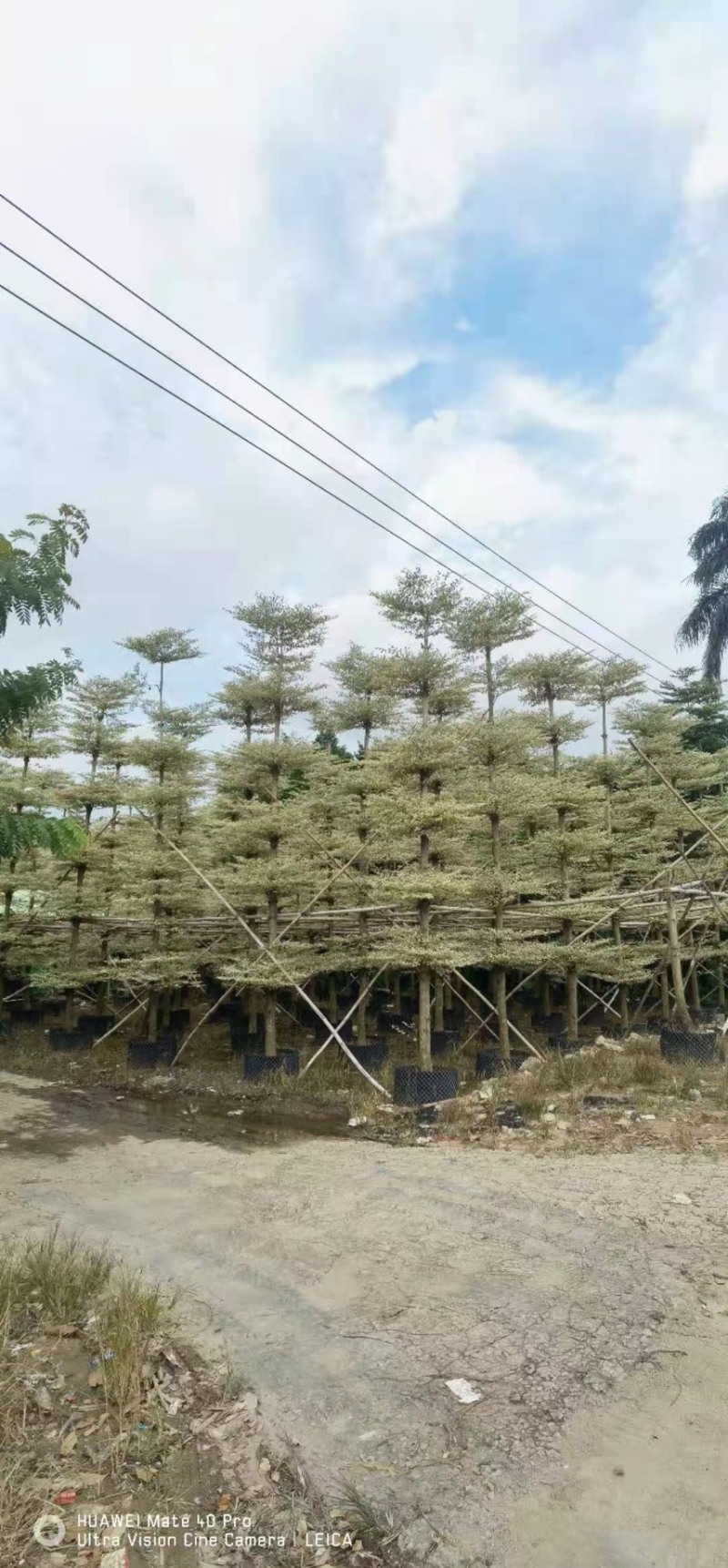 锦叶榄仁8-10-12-15分，大量供应，有需要的请联系