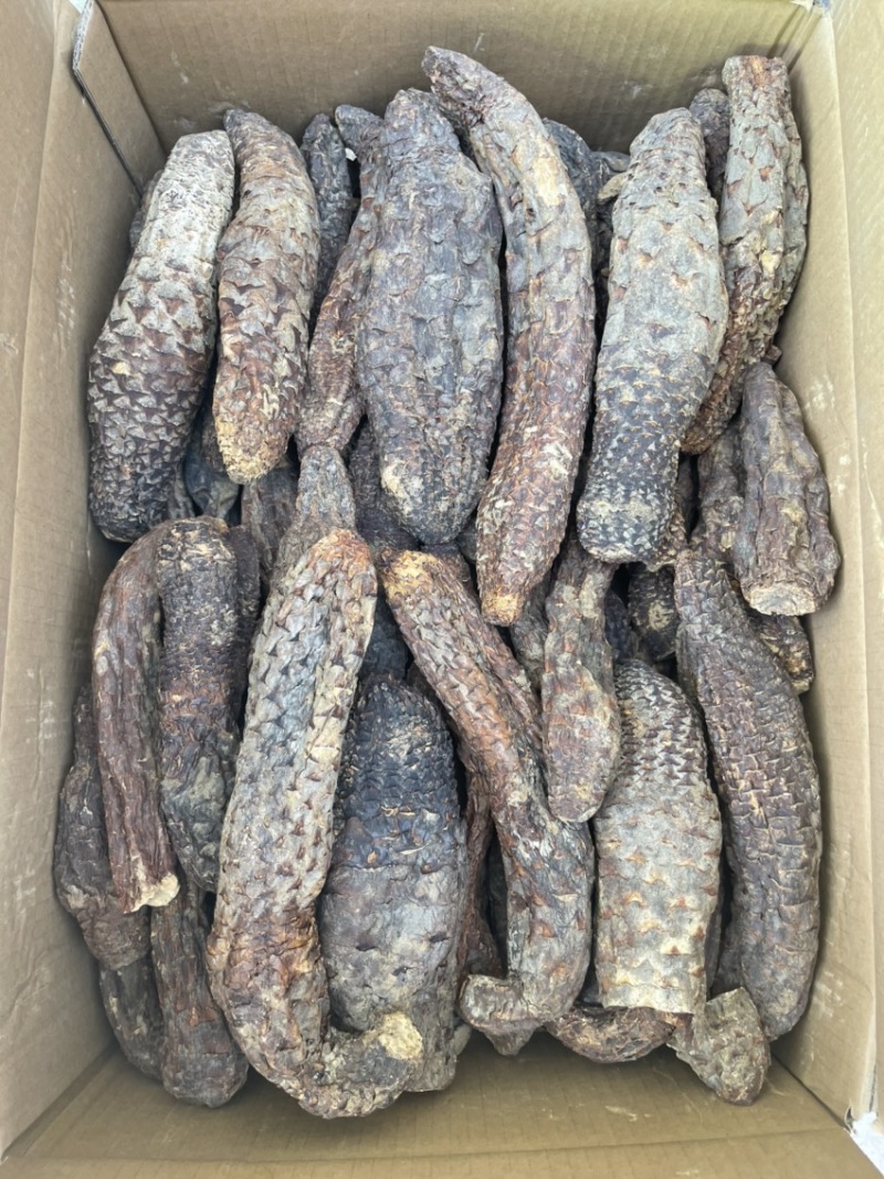 精选肉苁蓉，产地直发，无中间商，量大从优
