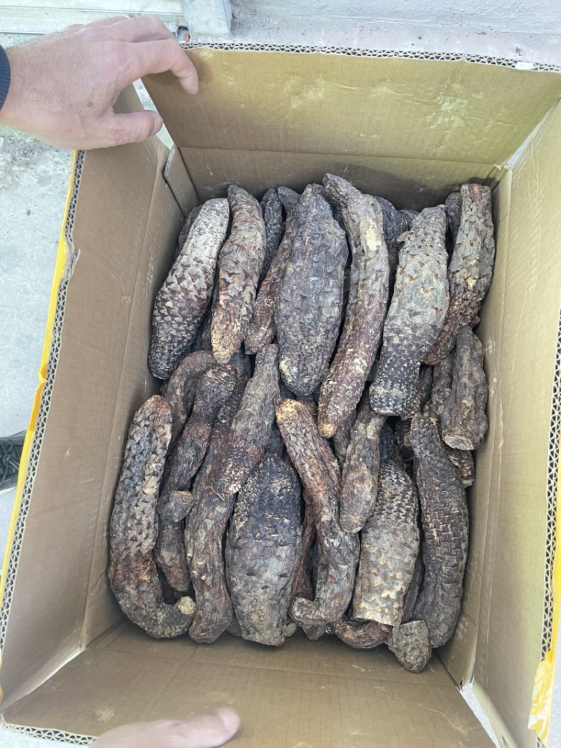 精选肉苁蓉，产地直发，无中间商，量大从优