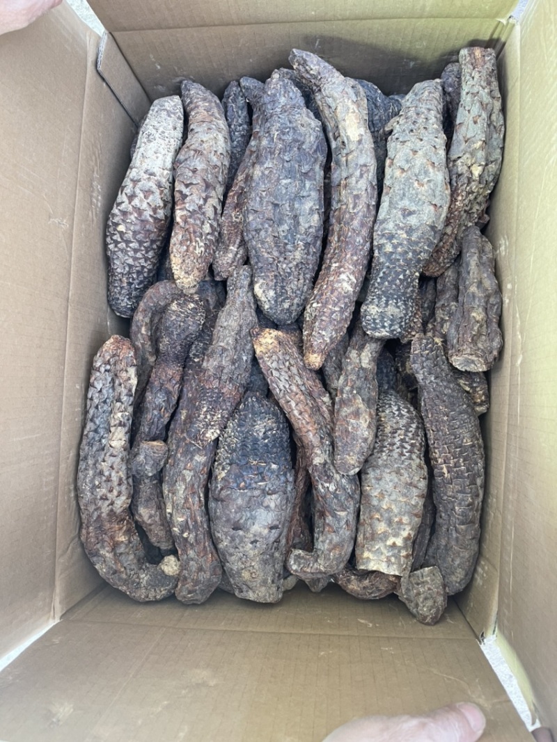 精选肉苁蓉，产地直发，无中间商，量大从优